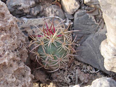 Johnson's Fishhook Cactus (Echinomastus johnsonii)