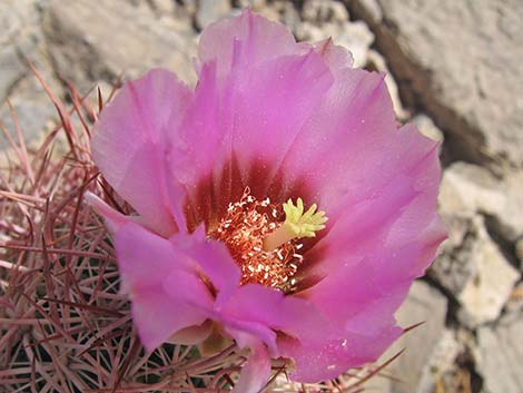 Johnson's Fishhook Cactus (Echinomastus johnsonii)