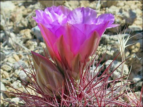 Johnson's Fishhook Cactus (Echinomastus johnsonii)