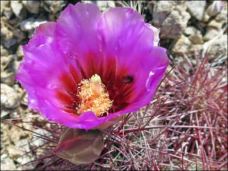 Johnson's Fishhook Cactus (Echinomastus johnsonii)