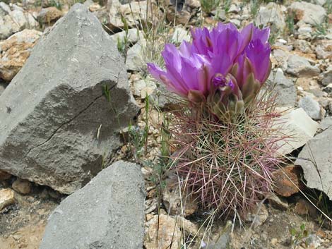 Johnson's Fishhook Cactus (Echinomastus johnsonii)