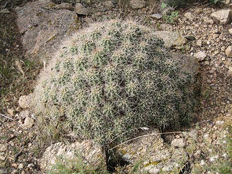 Mojave Kingcup Cactus (Echinocereus mojavensis)