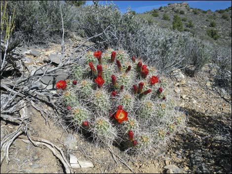 Mojave Kingcup Cactus (Echinocereus mojavensis)