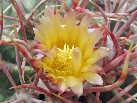 Cottontop Cactus (Echinocactus polycephalus)