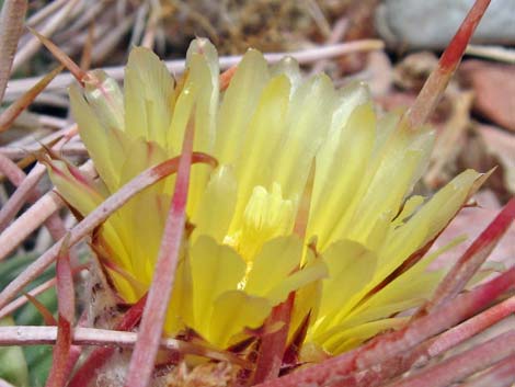 Cottontop Cactus (Echinocactus polycephalus)