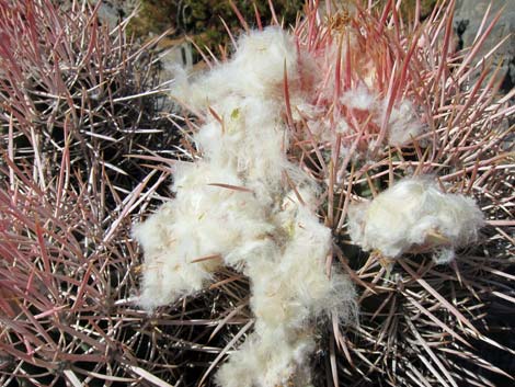 Cottontop Cactus (Echinocactus polycephalus)