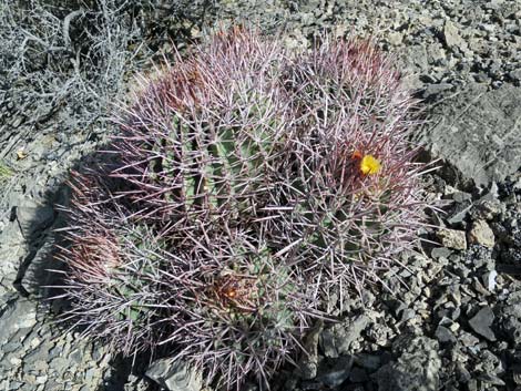 Cottontop Cactus (Echinocactus polycephalus)