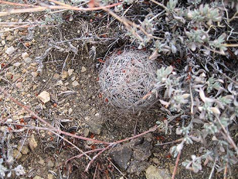 Desert Spinystar (Escobaria vivipara var. deserti)