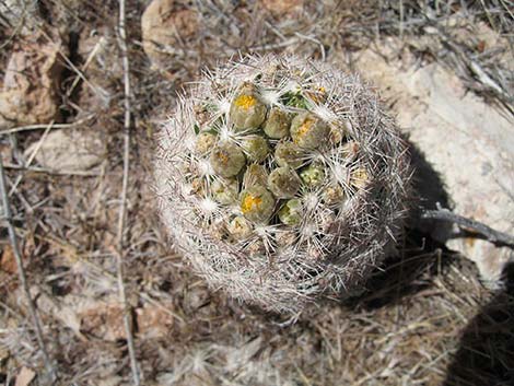 Desert Spinystar (Escobaria vivipara var. deserti)