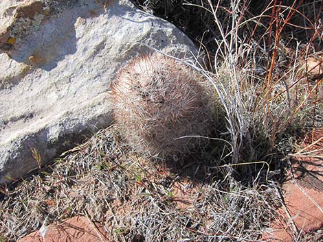 Desert Spinystar (Escobaria vivipara var. deserti)