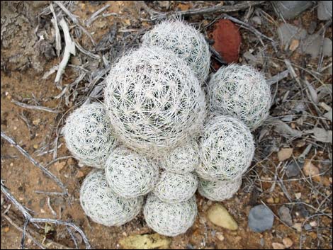 Desert Spinystar (Escobaria vivipara var. deserti)