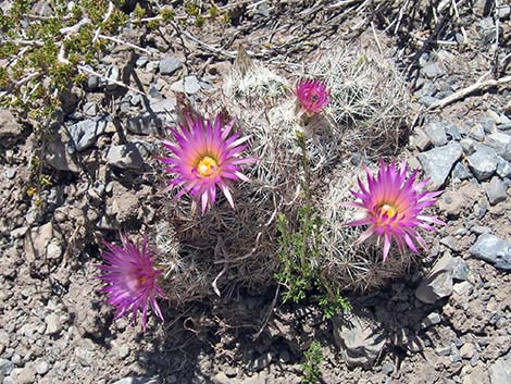 Spinystar (Escobaria vivipara var. rosea)