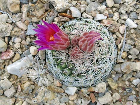 Spinystar (Escobaria vivipara var. rosea)