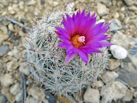 Spinystar (Escobaria vivipara var. rosea)