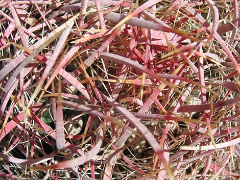 California Barrel Cactus (Ferocactus cylindraceus)