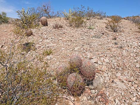 California Barrel Cactus (Ferocactus cylindraceus)