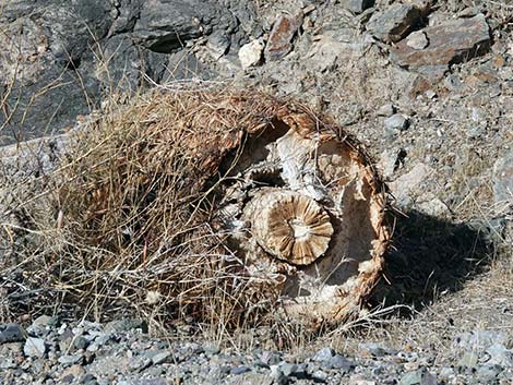 California Barrel Cactus (Ferocactus cylindraceus)