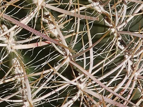 California Barrel Cactus (Ferocactus cylindraceus)