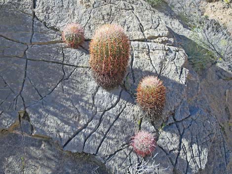 California barrel cactus (Ferocactus cylindraceus)