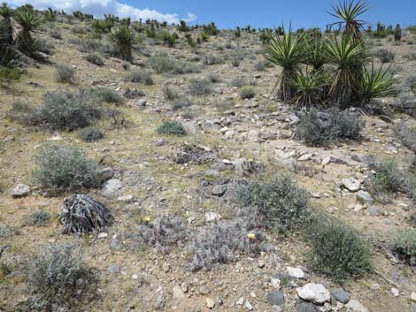 Matted Cholla (Opuntia parishii)