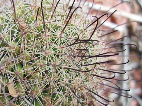 Graham's Nipple Cactus (Cochemiea grahamii)