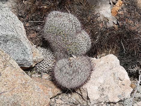 Graham's Nipple Cactus (Cochemiea grahamii)