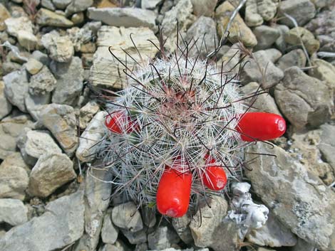 Common Fishhook Cactus (Cochemiea tetrancistra)