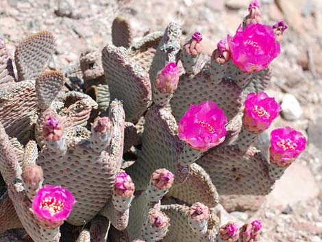 Beavertail Pricklypear (Opuntia basilaris)