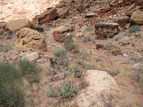 Beavertail Pricklypear (Opuntia basilaris)