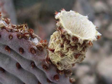 Beavertail Pricklypear (Opuntia basilaris)