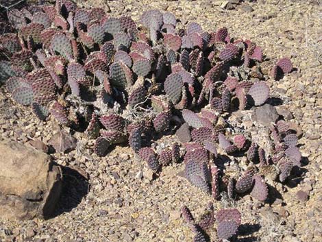 Beavertail Pricklypear (Opuntia basilaris)