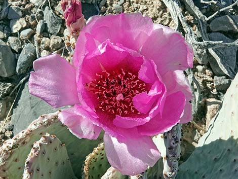 Beavertail Pricklypear (Opuntia basilaris)