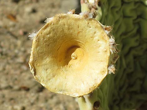 Beavertail Pricklypear (Opuntia basilaris)