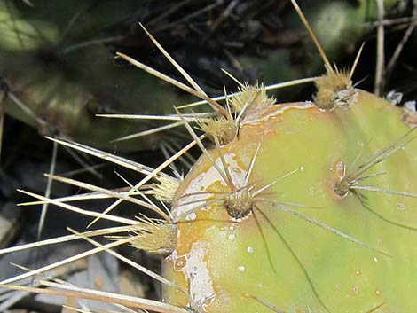 Charleston Mountain Pricklypear (Opuntia charlestonensis)