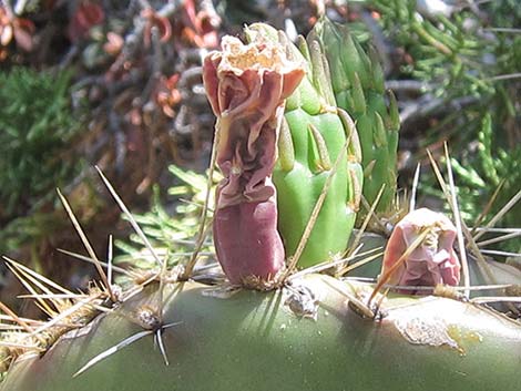 Charleston Mountain Pricklypear (Opuntia charlestonensis)