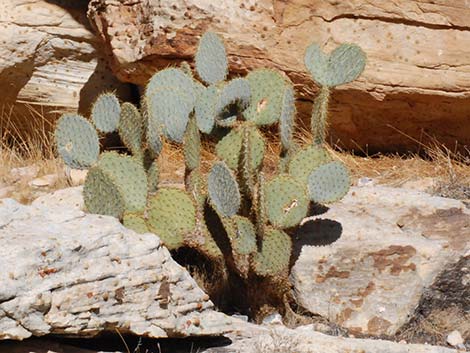 Pancake Pricklypear (Opuntia chlorotica)