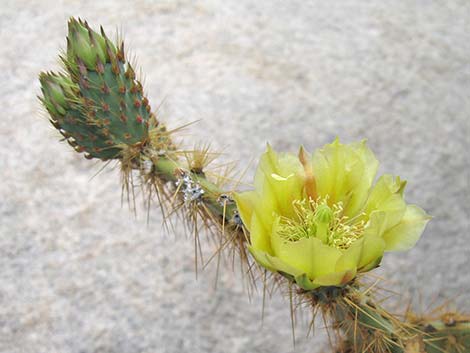 Pancake Pricklypear (Opuntia chlorotica)