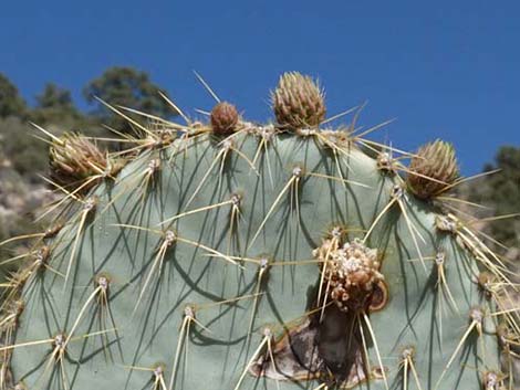 Pancake Pricklypear (Opuntia chlorotica)