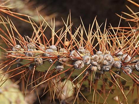 Searchlight Pricklypear (Opuntia curvispina)