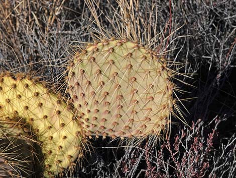 Searchlight Pricklypear (Opuntia curvispina)