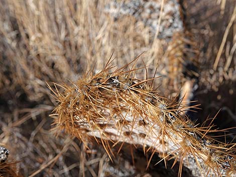 Searchlight Pricklypear (Opuntia curvispina)