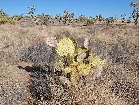 Searchlight Pricklypear (Opuntia curvispina)