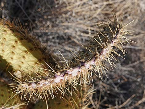 Searchlight Pricklypear (Opuntia curvispina)