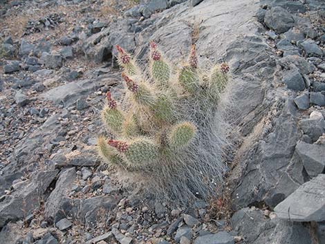 Western Pricklypear Cactus (Opuntia diploursina)