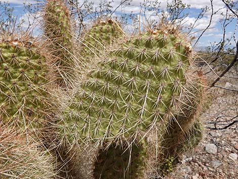 Western Pricklypear Cactus (Opuntia diploursina)