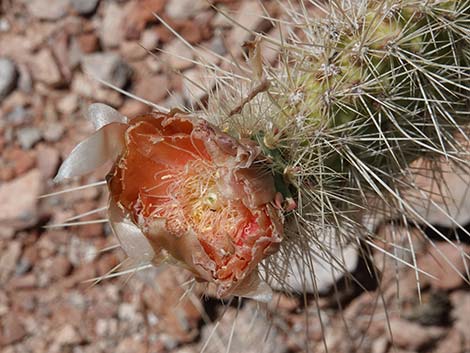 Western Pricklypear Cactus (Opuntia diploursina)