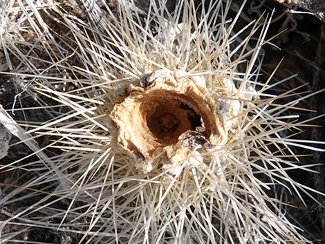 Western Pricklypear Cactus (Opuntia diploursina)