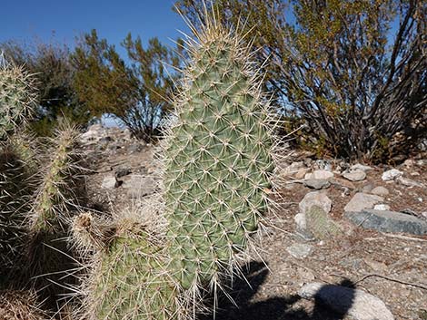 Western Pricklypear Cactus (Opuntia diploursina)