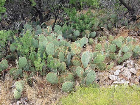 Cactus Apple Pricklypear (Opuntia engelmannii)