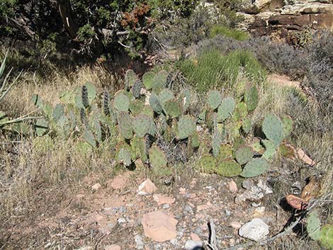 Tulip Pricklypear (Opuntia phaeacantha)